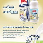 Leaflet A5 Free Lactos cre