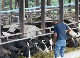 Dairy Journal 40 3 Cover