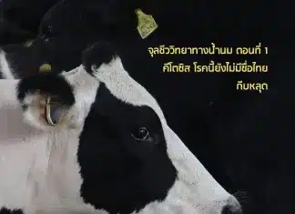 Dairy Journal 40 4 Cover
