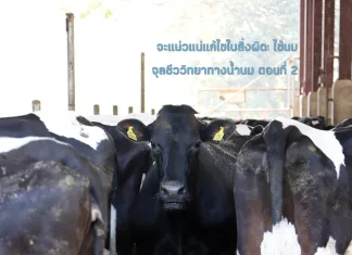 Dairy Journal 41 1 Cover