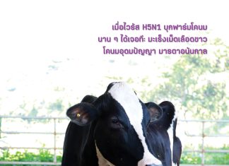 วารสารโคนม ปีที่ 41 ฉบับที่ 4 เดือนกรกฎาคม-กันยายน 2567