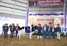 ฝ่ายส่งเสริมการเลี้ยงโคนม เป็นประธานในพิธีมอบรางวัล การประกวดโคนม ประเภทที่ 7 S 4571175