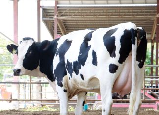 วารสารโคนม ปีที่ 42 ฉบับที่ 1 เดือนตุลาคม-ธันวาคม 2567