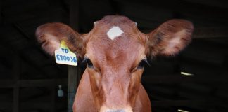 วารสารโคนม ปีที่ 42 ฉบับที่ 4 เดือนกรกฎาคม-กันยายน 2568 วารสารโคนม ปีที่ 42 ฉบับที่ 4 เดือนกรกฎาคม-กันยายน 2568