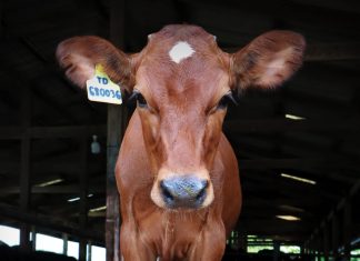 วารสารโคนม ปีที่ 42 ฉบับที่ 4 เดือนกรกฎาคม-กันยายน 2568