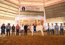 ฝ่ายส่งเสริมการเลี้ยงโคนม เป็นประธานในพิธีมอบรางวัล การประกวดโคนม ประเภทที่ 2 โคนมอายุระหว่าง 15-18 เดือน S 123617300