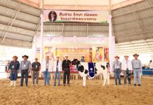 มอบรางวัล การประกวดโคนม ประเภทที่ 3 โคนมอายุระหว่าง 18-21 เดือน S 123617318